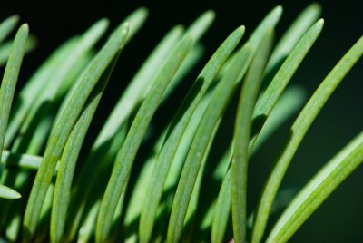 Pseudotsuga menziesii, douglasii 'Glauca Pendula' - douglaska tisolistá - jehlice